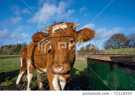 A closeup picture of a brown cow looking at the camera. Picture from Vomb, Scania, Sweden 72128454