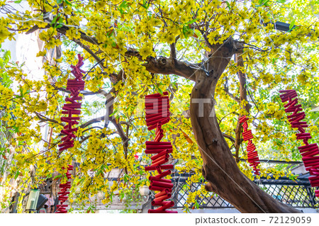 Beautiful apricot blossom tree and firecrackers in Lunar New Year Beautiful apricot blossom tree and firecrackers in Lunar New Year 72129059