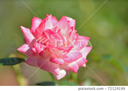 石橋文化中心玫瑰園 72129199