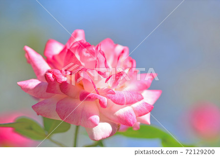 Rose Garden at Ishibashi Cultural Center 72129200