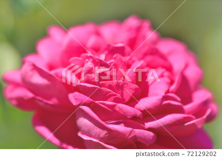 石橋文化中心玫瑰園 72129202