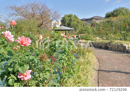 Rose Garden at Ishibashi Cultural Center 72129206