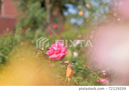 石橋文化中心玫瑰園 72129209