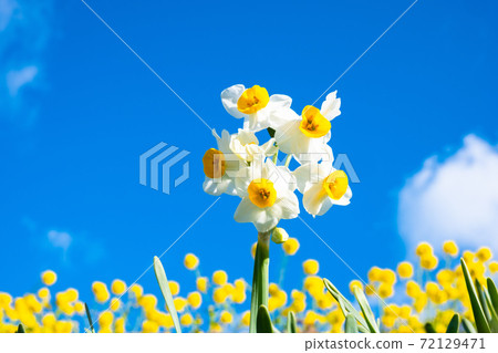 Japanese daffodil Japanese daffodil 72129471