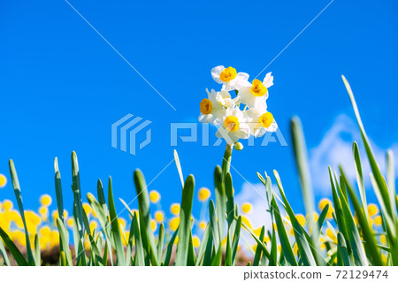 Japanese daffodil 72129474