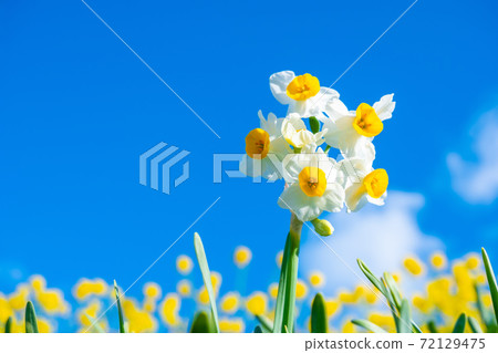 Japanese daffodil Japanese daffodil 72129475