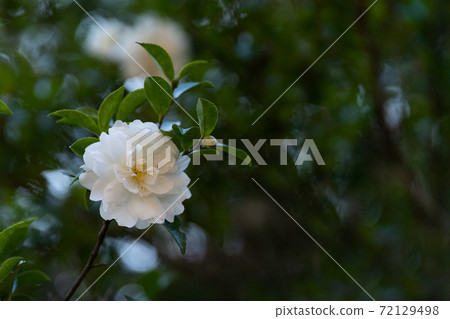White sasanqua flower close-up 72129498