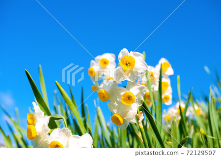 日本水仙花 72129507