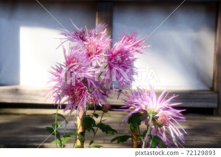 古典菊花展：佐賀菊花：丁香菊花：懸崖菊花：江戶菊花：盆景菊花 72129893