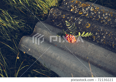 Mountain ash on the roof topography 72130221