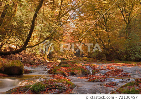 Autumn Kikuchi Gorge "Hirokawara" Autumn Kikuchi Gorge "Hirokawara" 72130457