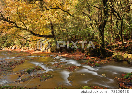 Autumn Kikuchi Gorge "Hirokawara" 72130458