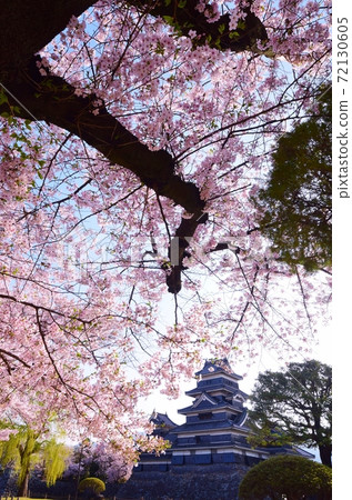 信州松本城春天的景色 信州松本城春天的景色 72130605