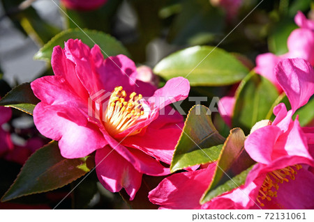 Sasanka (Yamachaka) Sasanka (Yamachaka) 72131061