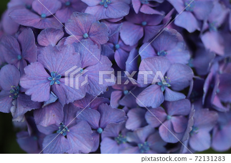 Purple hydrangea Purple hydrangea 72131283