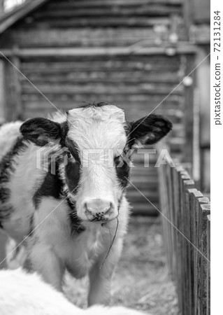 A young spotted calf in an open-air chase. Cow looks into the camera 72131284