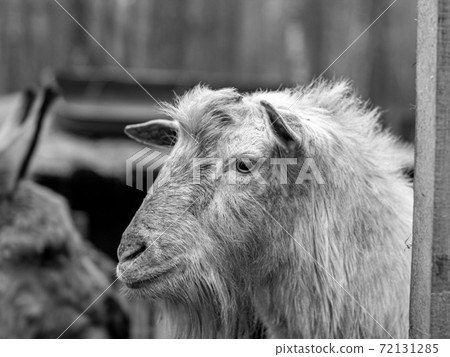 The head of the white goat is close-up. The head of the white goat is close-up. 72131285