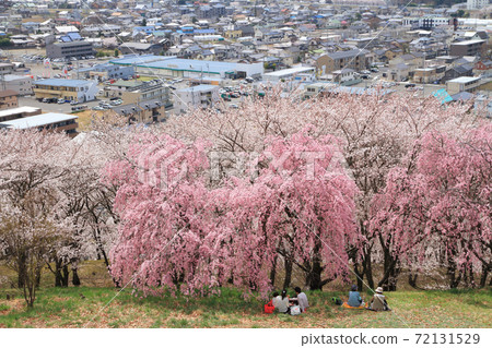 長野縣松本市Koborozan墳塚的櫻花 長野縣松本市Koborozan墳塚的櫻花 72131529