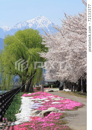 春天的櫻花在安曇野市 春天的櫻花在安曇野市 72131577