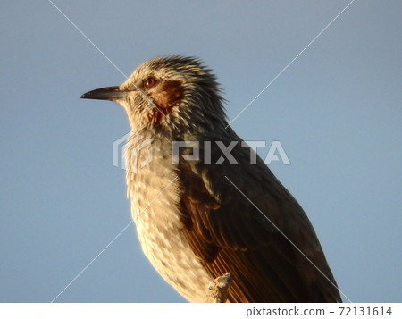 Bulbul perched on a twig in Arahama Fishing Port Park and bathed in the setting sun Bulbul perched on a twig in Arahama Fishing Port Park and bathed in the setting sun 72131614