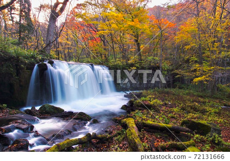 Autumn of Oirase Gorge, Hachimandaira National Park, Towada City, Aomori Prefecture Autumn of Oirase Gorge, Hachimandaira National Park, Towada City, Aomori Prefecture 72131666