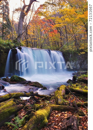 Autumn of Oirase Gorge, Hachimandaira National Park, Towada City, Aomori Prefecture Autumn of Oirase Gorge, Hachimandaira National Park, Towada City, Aomori Prefecture 72131667
