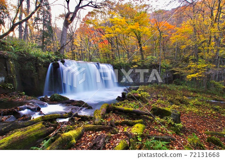 Autumn of Oirase Gorge, Hachimandaira National Park, Towada City, Aomori Prefecture Autumn of Oirase Gorge, Hachimandaira National Park, Towada City, Aomori Prefecture 72131668