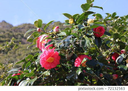 *山茶花*山茶花* Tsubaki * THUBAKI * 72132563