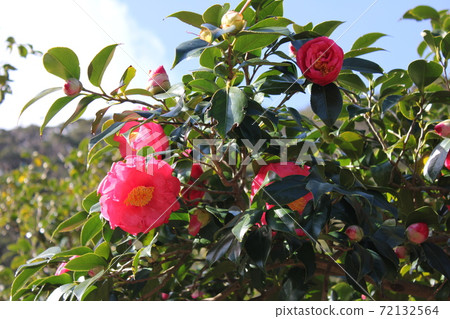 * Camellia * Camellia * Tsubaki * THUBAKI * 72132564
