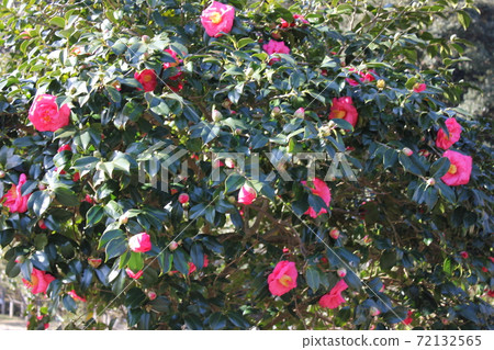 *山茶花*山茶花* Tsubaki * THUBAKI * 72132565