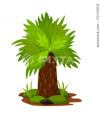 Wide-stemmed palm tree isolated on white background 72133059