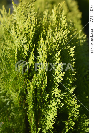 Dwarf golden oriental thuja Dwarf golden oriental thuja 72133072
