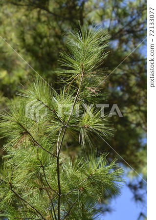 Eastern white pine 72133077