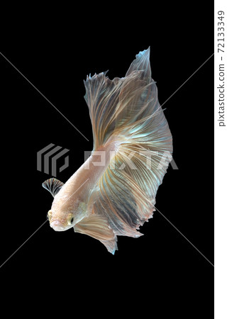 Betta fish or Siamese fighting fish Betta fish or Siamese fighting fish 72133349