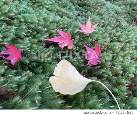 秋天的到來〜楓葉和銀杏的秋葉〜 秋天的到來〜楓葉和銀杏的秋葉〜 72133685