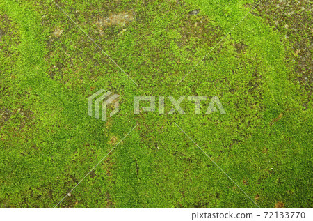 Close up of green moss texture background is growing on the old stone wall. 72133770