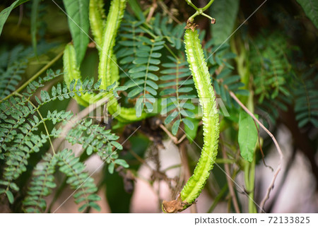 wing bean grows on vine tree, young winged beans agriculture. wing bean grows on vine tree, young winged beans agriculture. 72133825