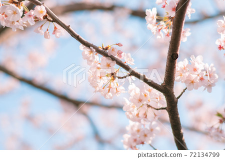 櫻花和藍天 櫻花和藍天 72134799