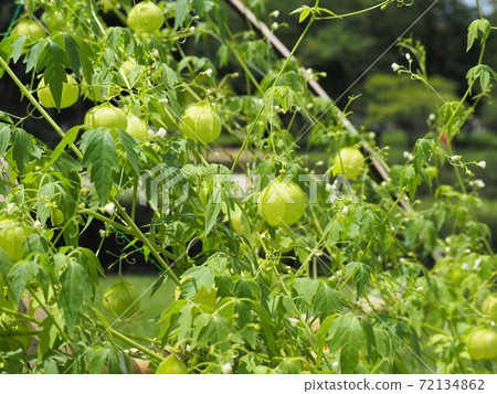 Balloon Vine Growing In The Summer Garden Stock Photo