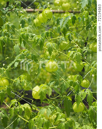 Balloon Vine Growing In The Summer Garden Stock Photo