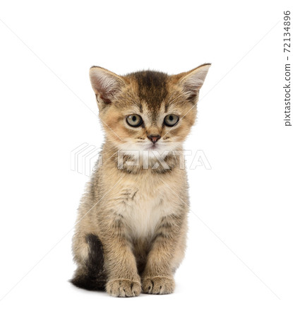Kitten golden ticked british chinchilla straight sits in front on a white isolated background 72134896