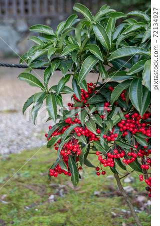 一萬片葉子和紅色水果 一萬片葉子和紅色水果 72134927