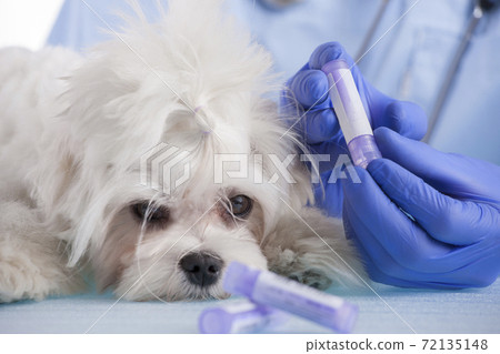 Homeopathy for a dog Homeopathy for a dog 72135148