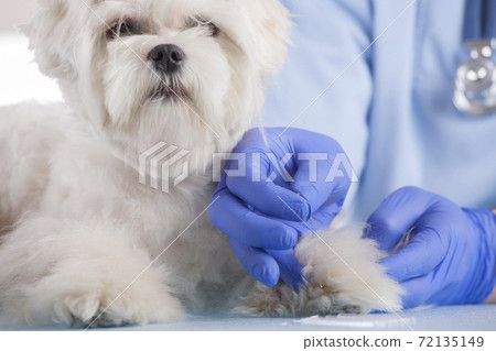 Vet doing acupuncture treatment Vet doing acupuncture treatment 72135149