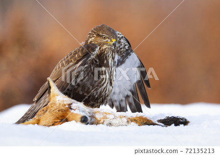 Common buzzard standing next to dead fox on snow in winter Common buzzard standing next to dead fox on snow in winter 72135213