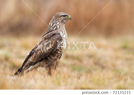 Alert common buzzard standing on dry grass and looking aside with copy space Alert common buzzard standing on dry grass and looking aside with copy space 72135215