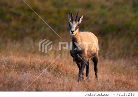 Tatra chamois with crossed legs facing camera in the middle of dry grass. 72135218