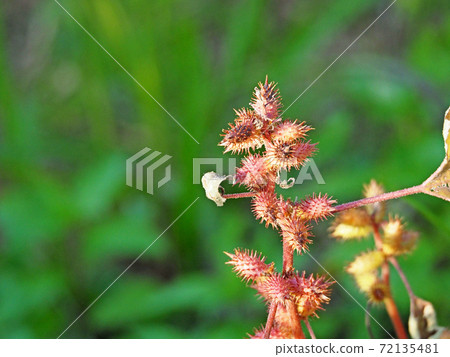 Autumn cocklebur that turns red in the grassland 72135481