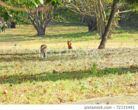 遇到兩隻野狐狸 遇到兩隻野狐狸 72135491