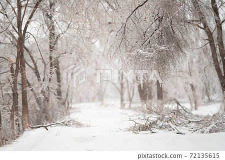 Beautiful winter forest after heavy first snow Beautiful winter forest after heavy first snow 72135615